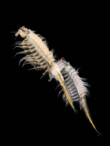 1200px-Artemia_salina_2.jpg