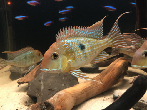 Geophagus Tapajos Red Head.jpeg