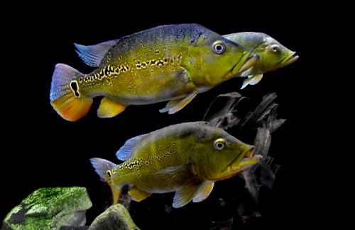 Cichla melaniae males.png