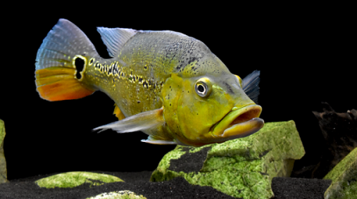 Cichla melaniae male.png