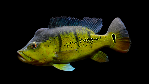 Cichla melaniae female.png