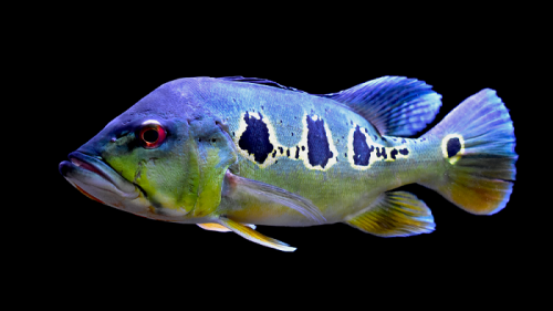 cichla orino.png