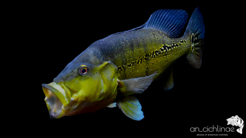 Cichla melaniae male yawning.png