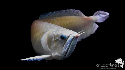 Arowana 1.png