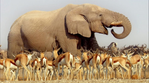 slon-antilopy.jpg