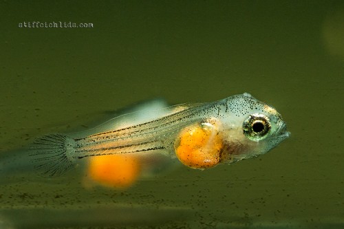 Pterophyllum altum 3 days old (1).jpg