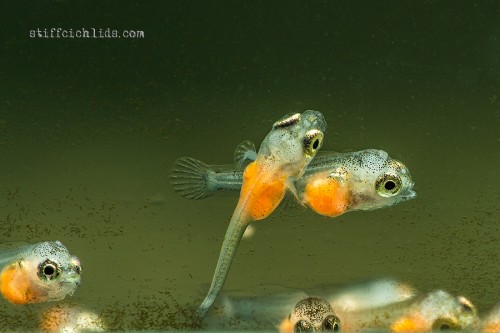 Pterophyllum altum 3 days old (2).jpg