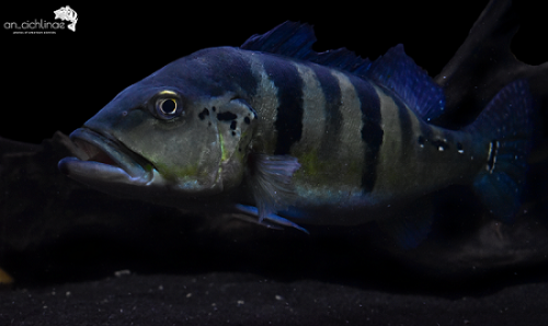 Cichla piquiti.png