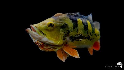 Cichla monoculus angry.png