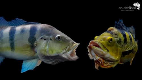 Cichla piquiti vs monoculus.png