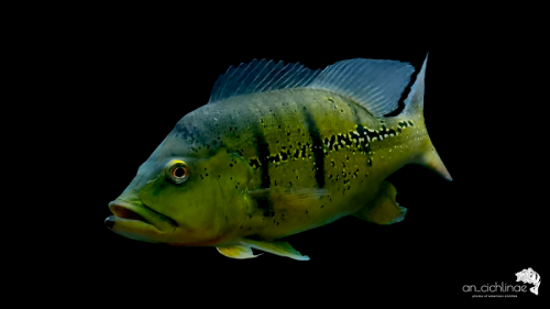 Cichla melaniae male 4.png