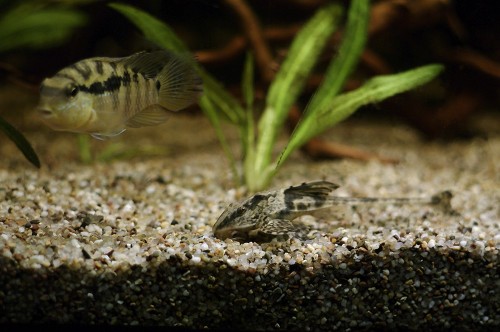 Loricaria sp. Rio Atabapo.jpg