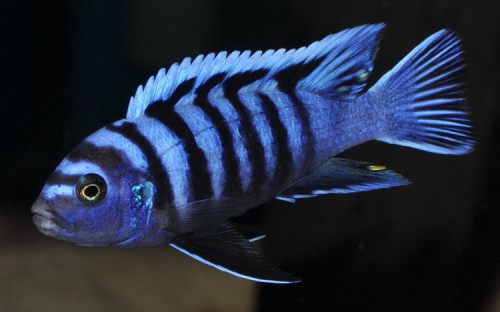 db_Cynotilapia_afra_white_top_Likoma_11.jpg