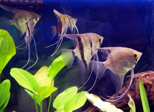 Pterophyllum_scalare_-_Warsaw_zoo.JPG