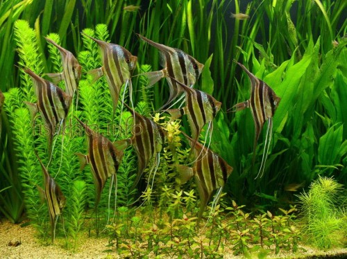 Pterophyllum_altum_5.jpg