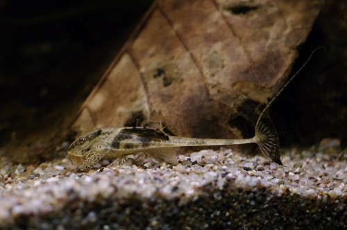 Loricaria sp. Rio Atabapo2.jpg