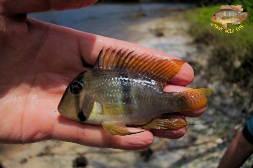 guianacara geayi approuague river.jpg