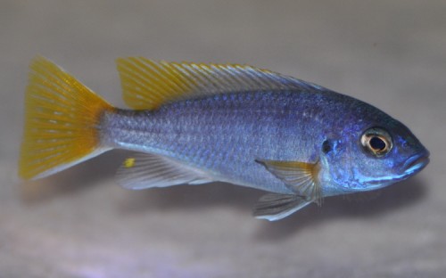 Pseudotropheus_acei_Luwala_11.jpg