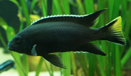 Pseudotropheus sp. Acei Black.jpg