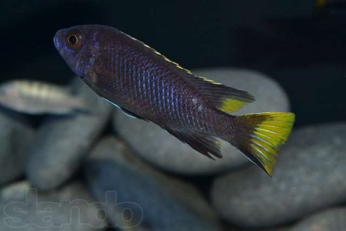 Pseudotropheus acei Itungi.jpg