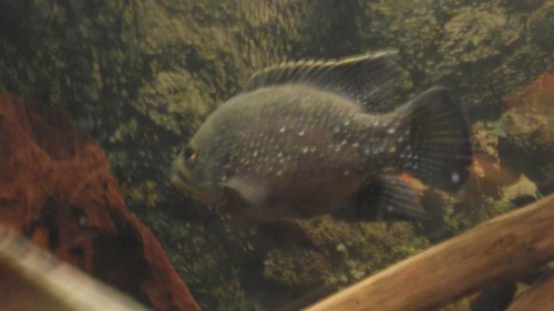 paratilapia polleni.JPG