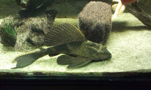 Pterygoplichthys gibbiceps.jpg