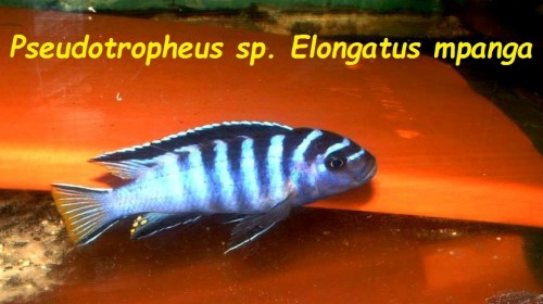 Pseudotropheus sp. Elongatus mpanga.jpg