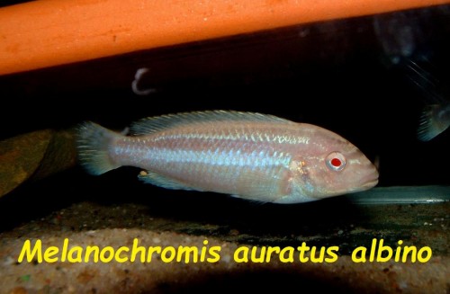 Melanochromis auratus albino.jpg