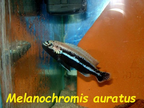 Melanochromis auratus.jpg