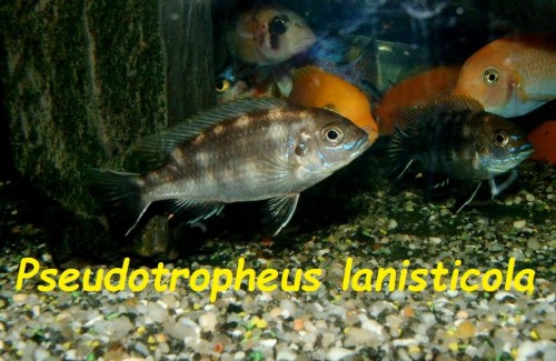 Pseudotropheus lanisticola.jpg