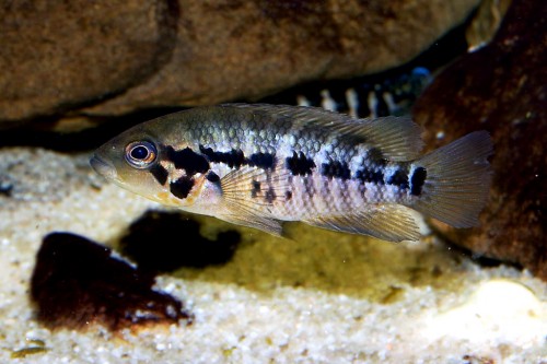 Parachromis motaguensis.jpg