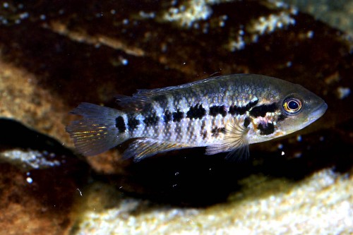 Parachromis motaguensis2.jpg