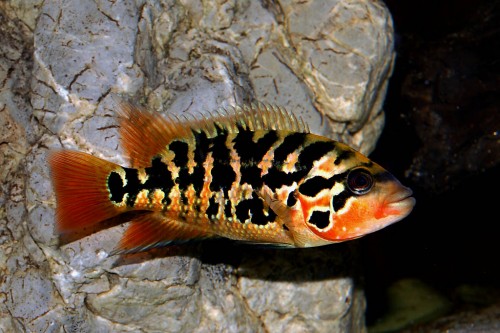 Parachromis motaguensis4.jpg