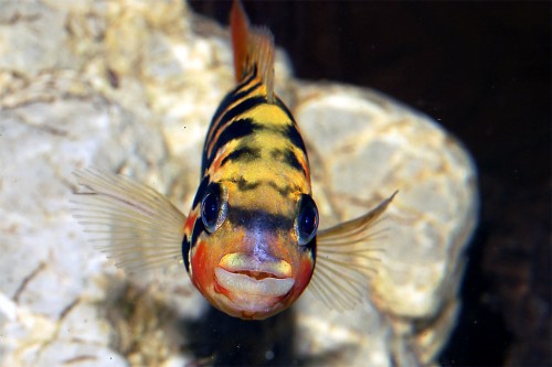 Parachromis motaguensis7.jpg