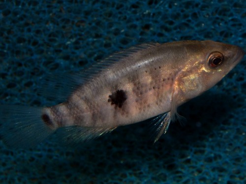 Parachromis dovii (2).jpg