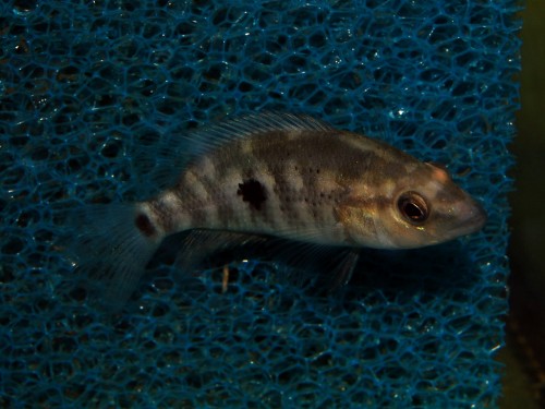 Parachromis dovii (1).jpg