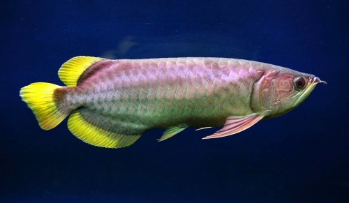 ikan-arwana-super-golden-red.jpg