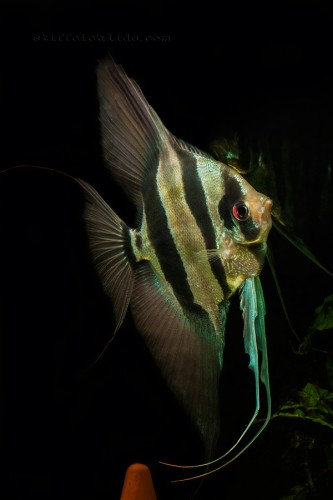 pterophyllum_altum (5).jpg