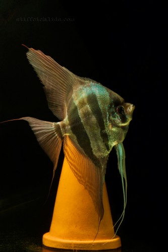 pterophyllum_altum (4).jpg