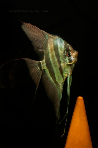 pterophyllum_altum (3).jpg