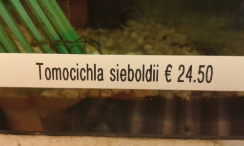 tomocichla.jpg