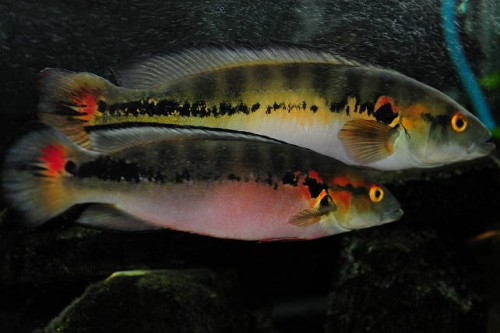 Crenicichla-strigata.jpg