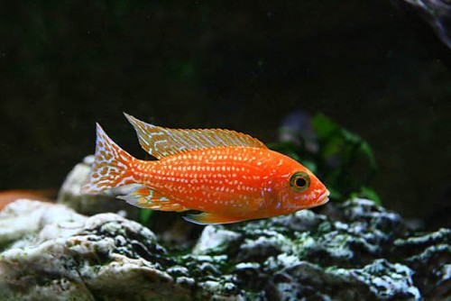 fire fish1.jpg