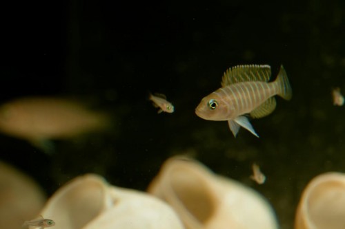 NEOLAMPROLOGUS SIMILIS_1.jpg