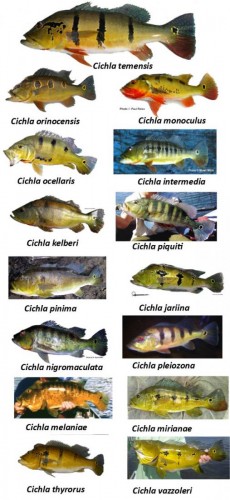 cichla.jpg