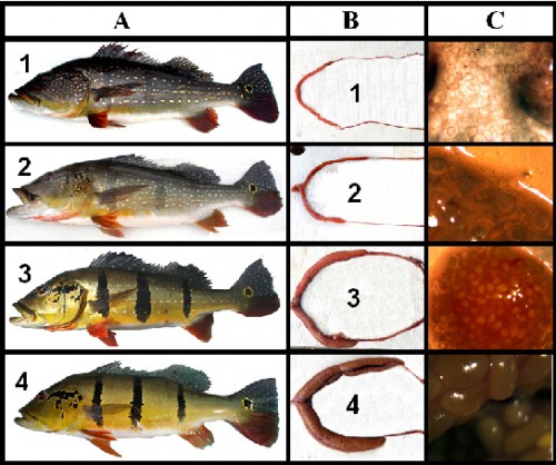 cichla 3.jpg