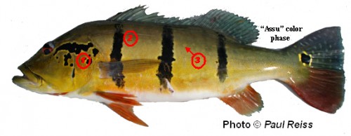 Cichla temensis 600M.jpg