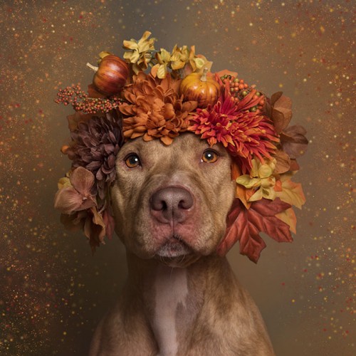 pit-bull-flower.jpg