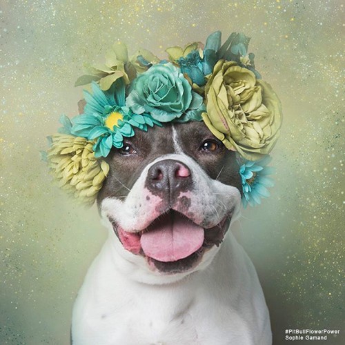 pit-bull-adoption.jpg