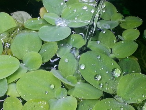 pistia 2 (640x480).jpg